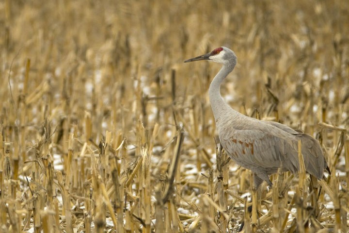 Sandhill Crane
